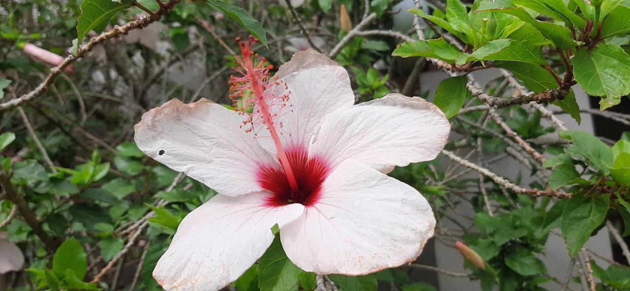 Abigail's Garden Montagu